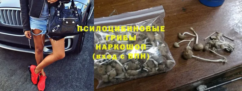 Галлюциногенные грибы Psilocybine cubensis  Высоковск 